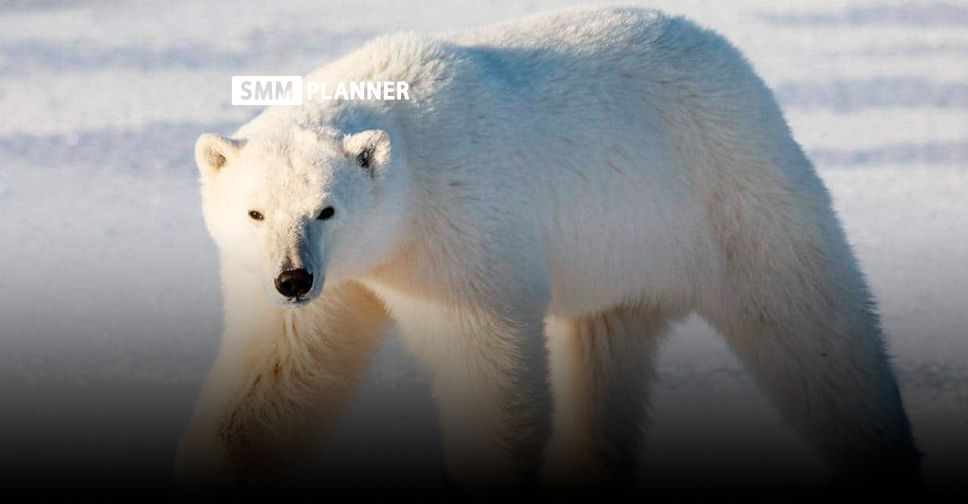 27 февраля. Международный день полярного медведя