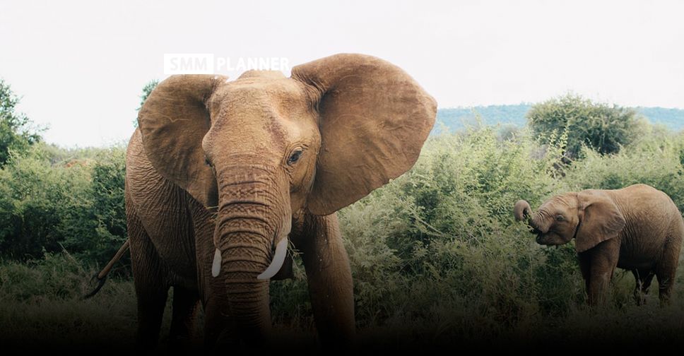 22 сентября. Всемирный день защиты слонов