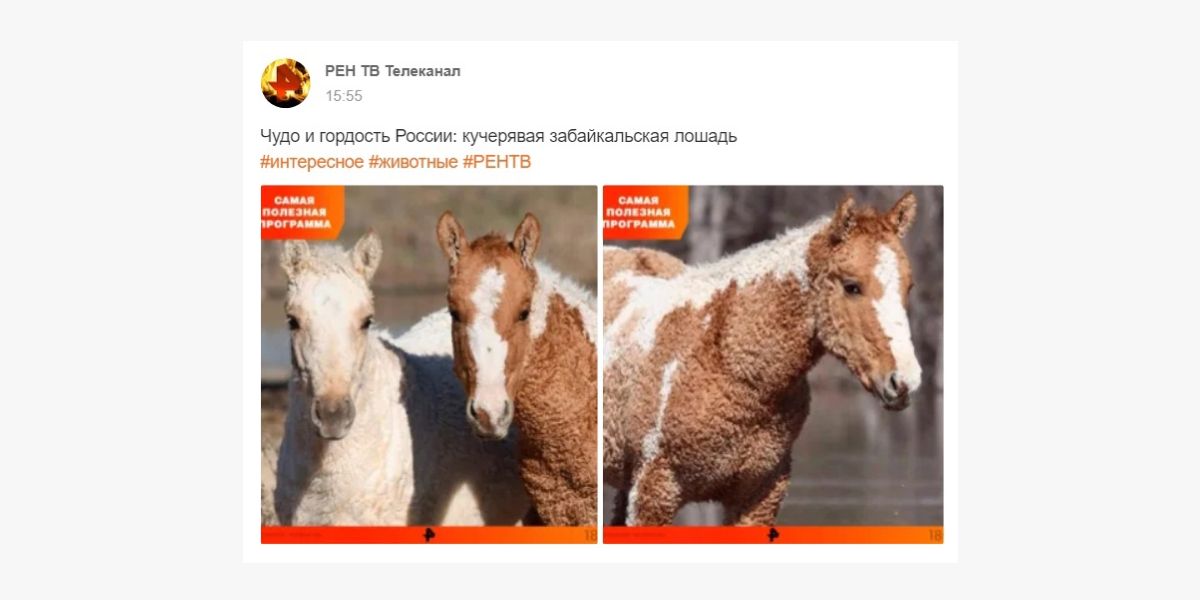 Только кучерявая забайкальская лошадь понимает, зачем нужны хештеги в Одноклассниках