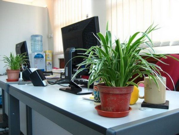 Растения на рабочем месте