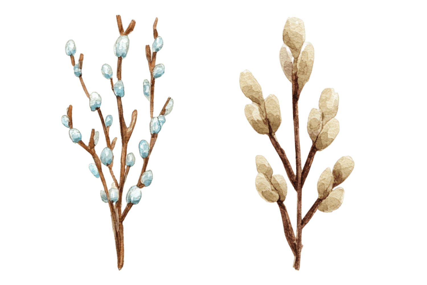 ветка вербы почки пасха акварельный стикер png