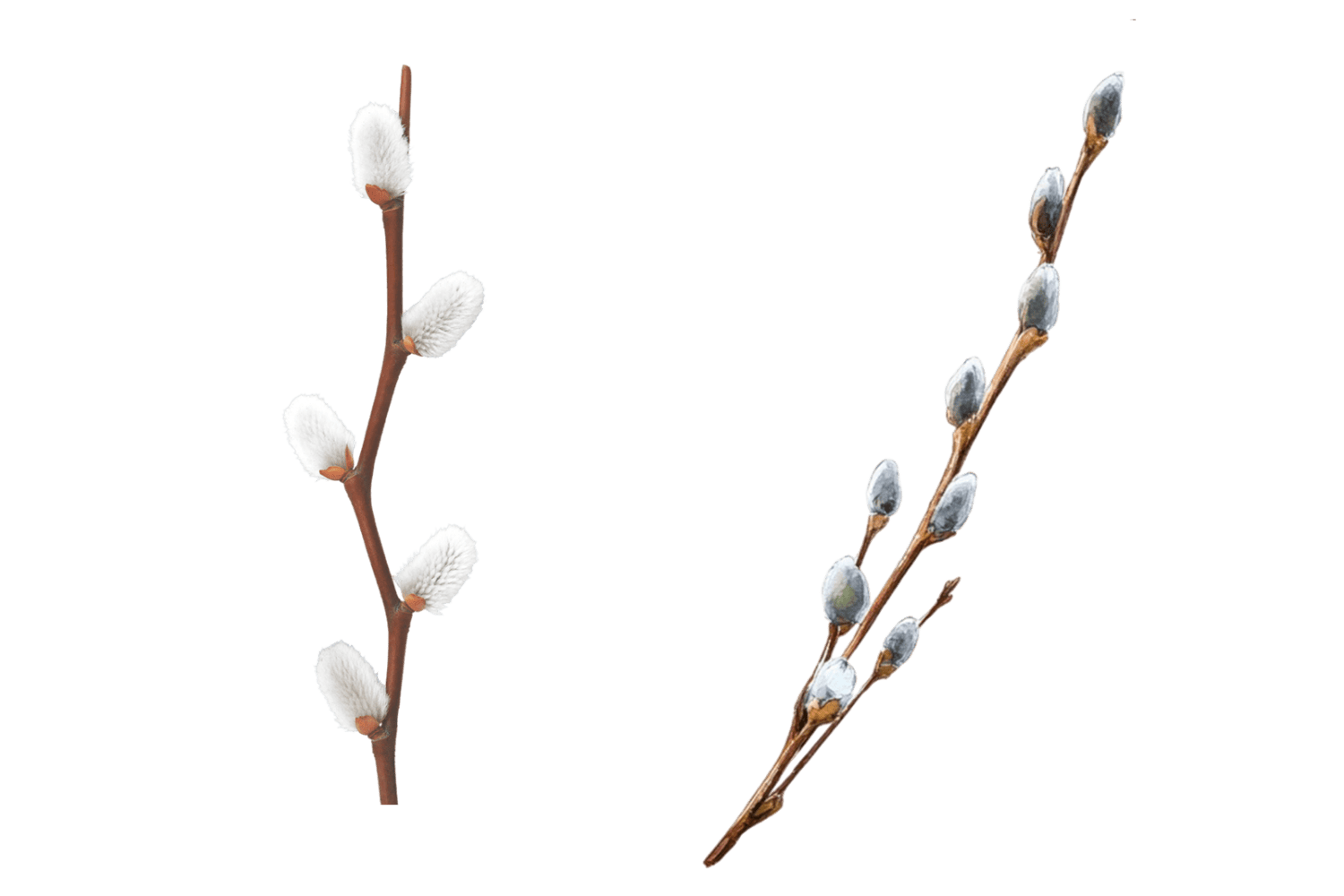 ветка вербы пасха акварель натуральный декор стикер png