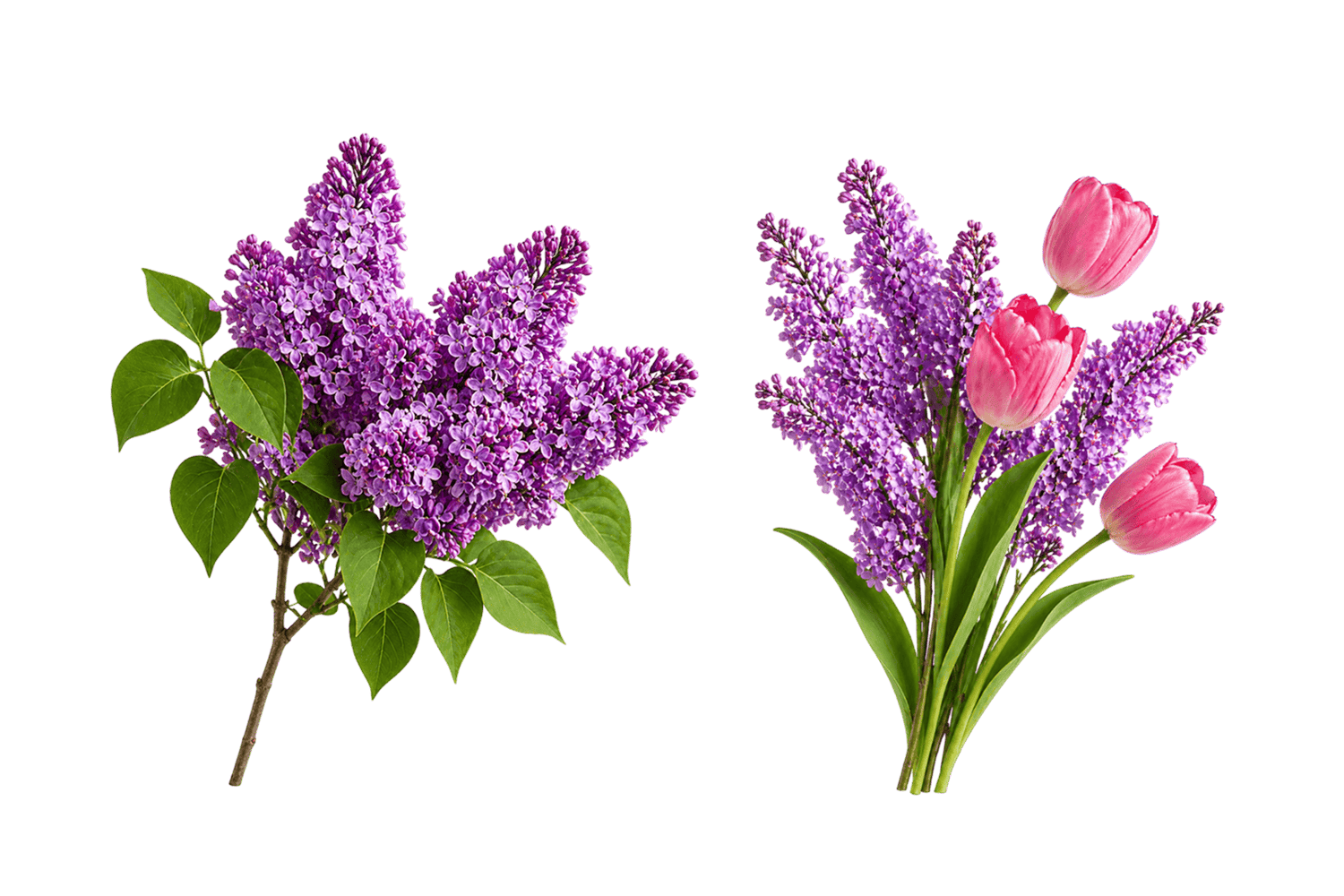 Сирень и розовые тюльпаны — цветочные элементы и клипарт для дизайна к 1 мая