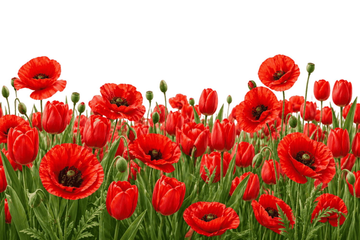Красные маки и тюльпаны — весенний цветочный фон для открыток и баннеров к 1 мая