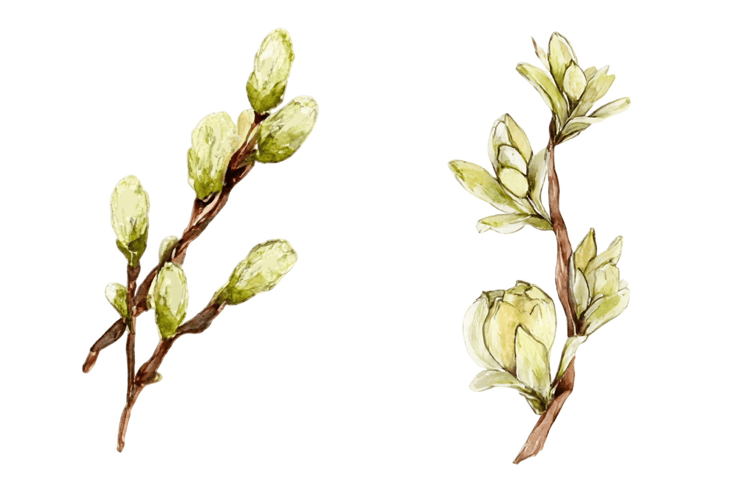 весенняя ветка с зелеными почками пасха акварельный элемент png