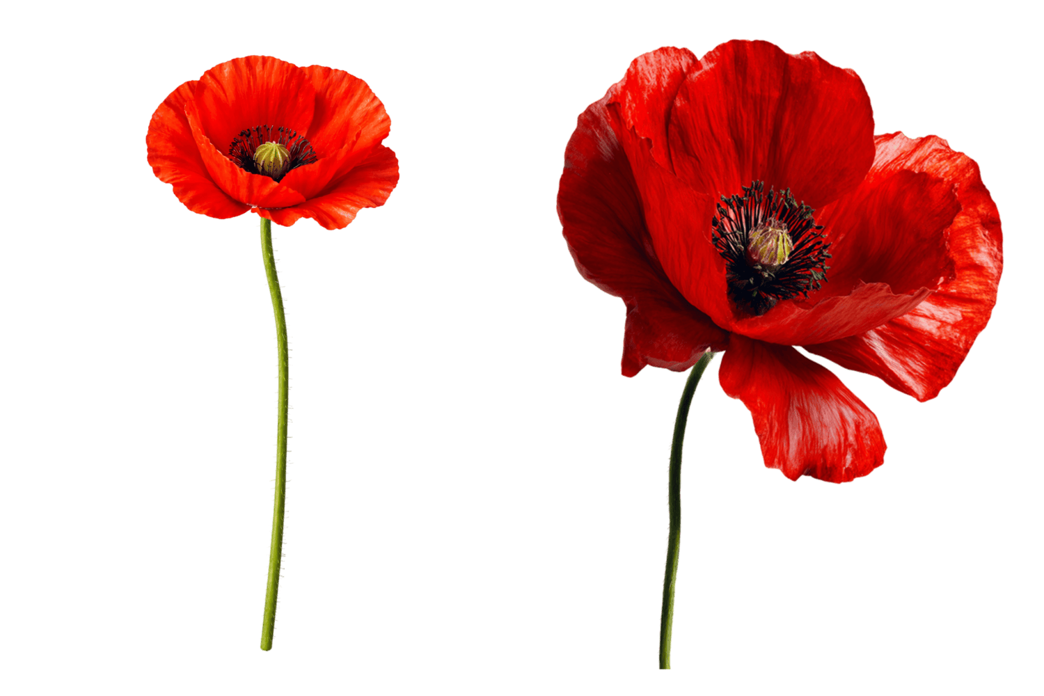 красный мак цветок стикер 9 мая на прозрачном фоне символ памяти и победы
