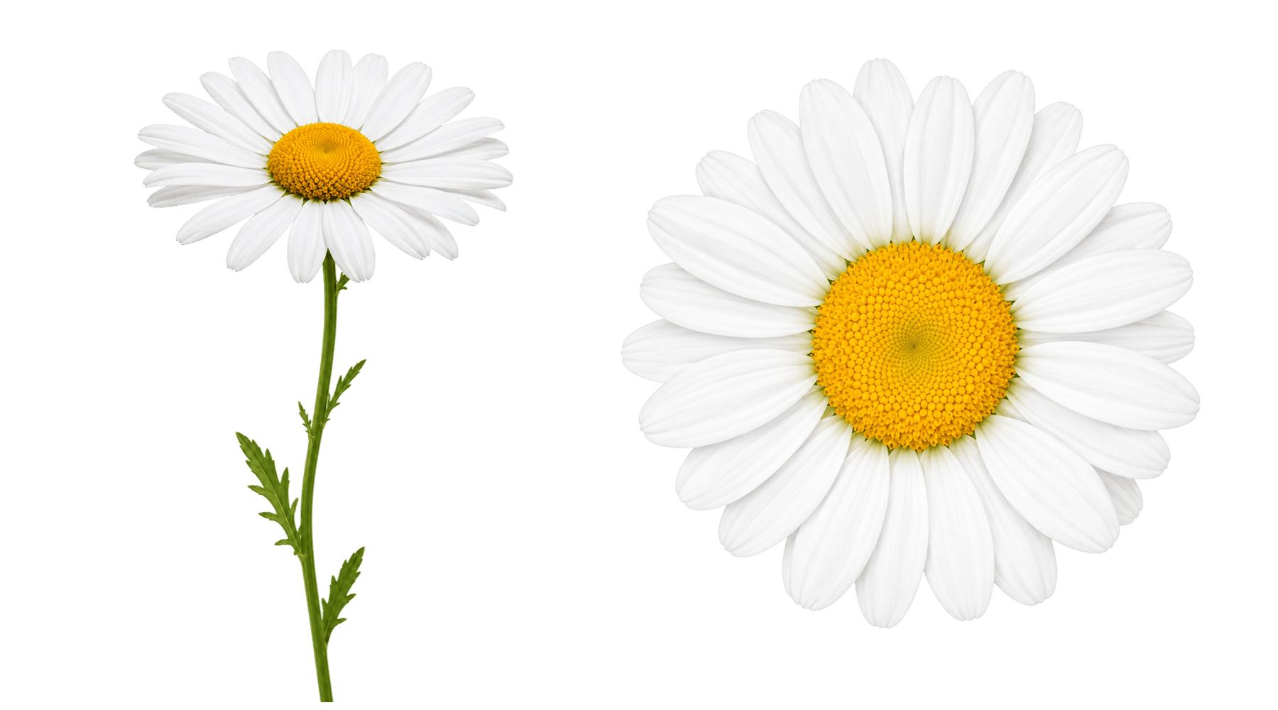 PNG-элемент ромашки