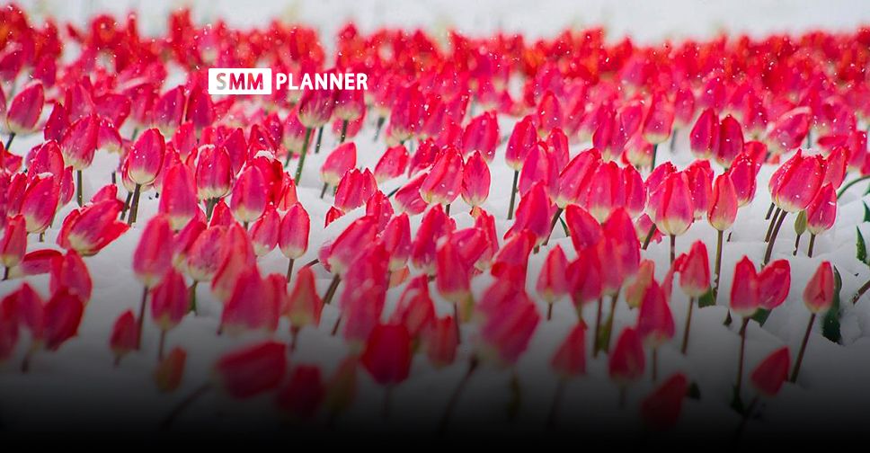 8 марта, Международный женский день 2019 — идеи от SMMplanner